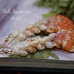 Op de afbeelding: Oorbellen met kleine, witte en bruinachtige schelpen, geregen met goudkleurige oorhaken. Twee oranje en wit gestreepte schelpen zijn ook zichtbaar. De tekst "Shells Hawaii.com #2547" is in de afbeelding.