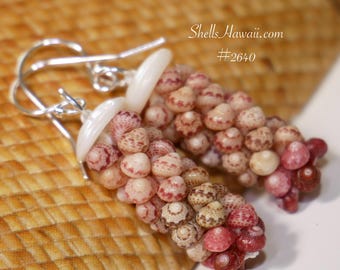 1" Hawaiian Shell Earrings made with Kahelelani shells #2640