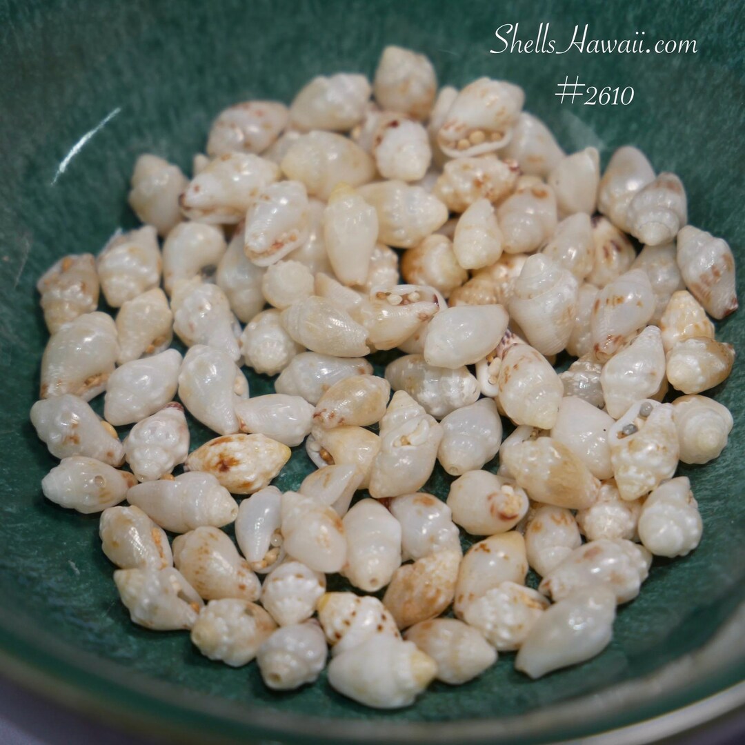 100 Pcs Momi Shells Supply From Hawaiʻi + Pikake Earring Instruction ...