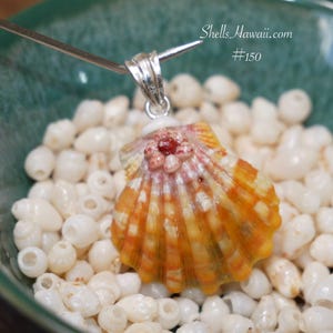 Op de afbeelding: Een hanger met een natuurlijke zeeschelp met oranje en witte strepen, geaccentueerd met een zilveren beugel. De schelp heeft een kleine, roodbruine cluster op het oppervlak. De achtergrond bestaat uit kleine, witte schelpkralen. Tekst: "Shells Hawaii.com #150."