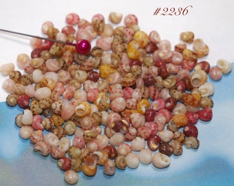 200 pcs Kahelelani shells supply size 13 and larger from Hawaii  #2236