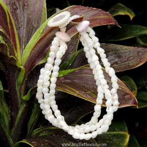 Niihau Momi  shell bracelet