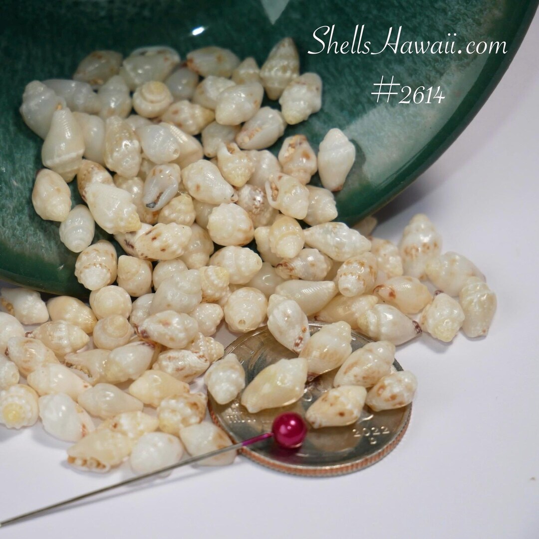 Momi Shell 100 Pcs Loose Momi Shells Supply From Hawaiʻi #2614 - Etsy