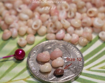 300 pcs large size kamoa ice-cream Kahelelani shells supply, size 14.5 and larger #2443