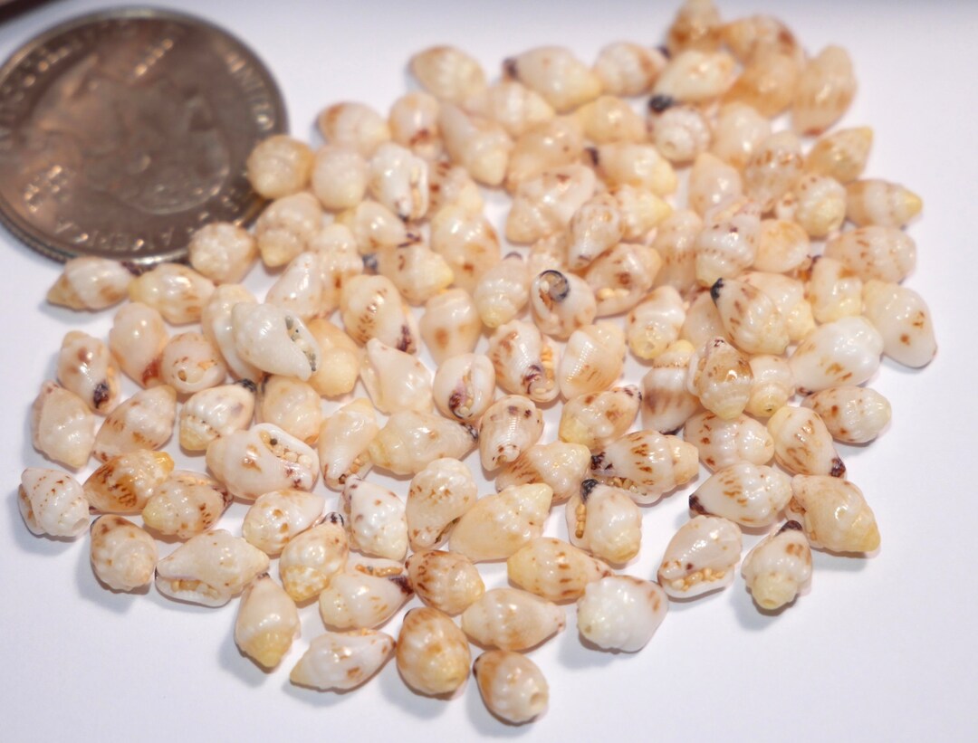 Momi Shell 100 Pcs Momi Shells Supply From Niihau 2177 - Etsy
