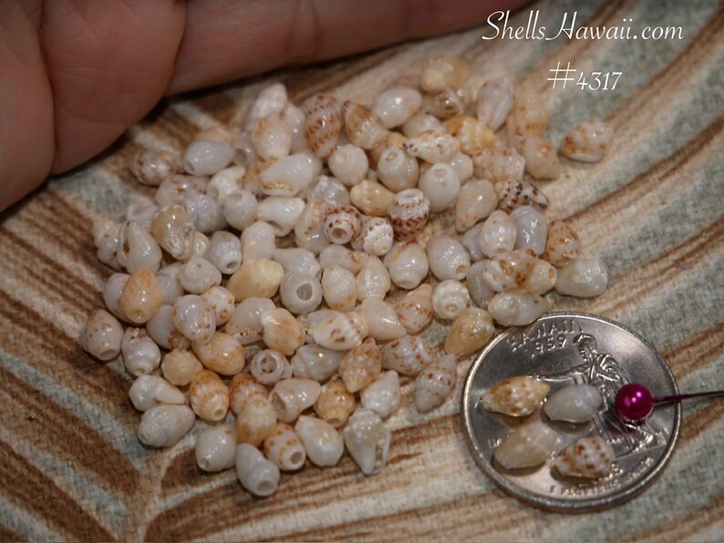 100 Pcs Momi Shells Small Size Kauai Shell Supply for Jewelry Making ...