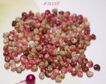 300 pcs Mix Color Kahelelani Shells Size 10 from Niʻihau #3038