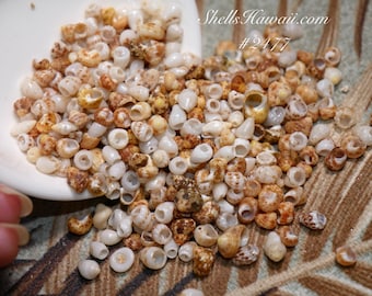1 film canister of mix Momi, Laiki and kamoa Kahelelani shells supply! #2477