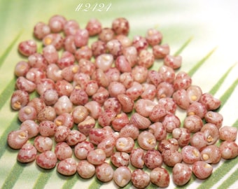 100 pcs large size Pupu Niihau Kahelelani ke’oke’o color shells supply size 15 #2424