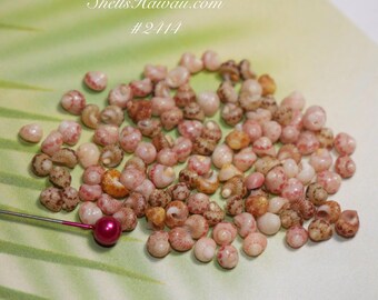 100 pcs mix color Kahelelani shells supply for making Niihau shell jewelry from Hawaii #2414