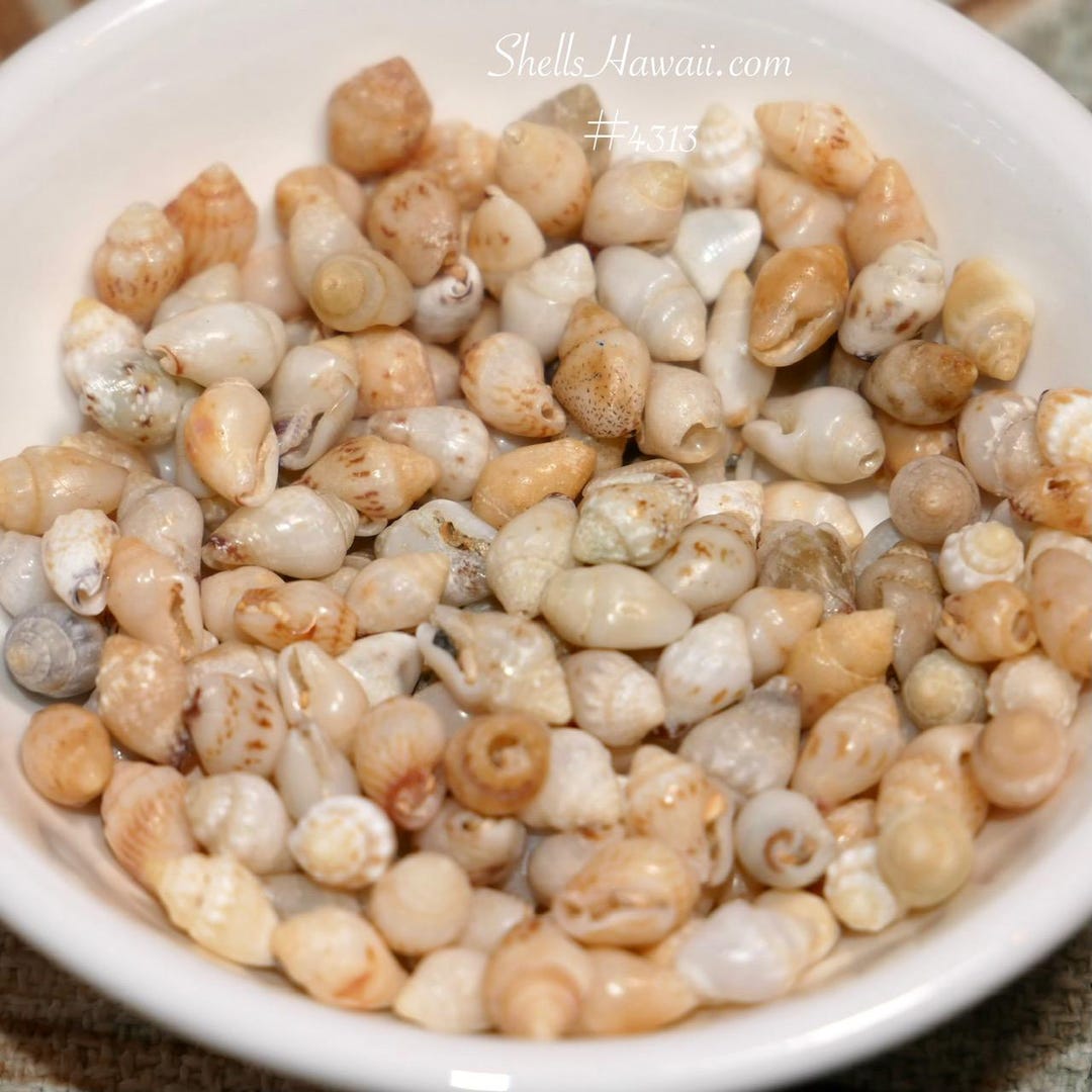 155 Pcs Momi Shell Mix Size From Kauai – Hawaiian Shells for Jewelry ...
