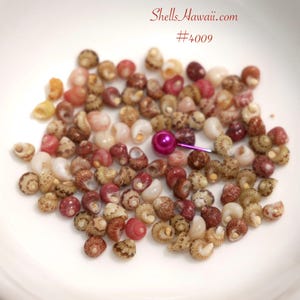 Kahelelani shells - Etsy 日本