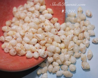 200 pcs Pupu Niihau Momi shells supply for making Niihau shell jewelry #2391