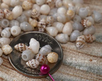 150 pcs Genuine Momi Shells from Niʻihau Small Size Jewelry Making Supply #4314