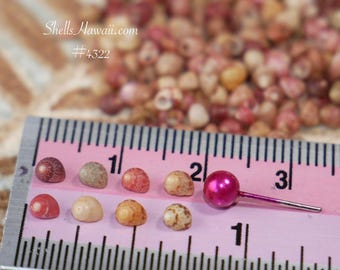 200 pcs Genuine Kahelelani Shells from Kauaʻi Size 12 Shell Supply #4322