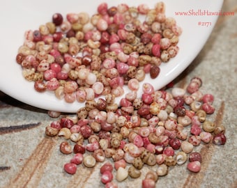 300 pcs Genuine Kahelelani from Niʻihau – Size 12 Shell Supply #2171