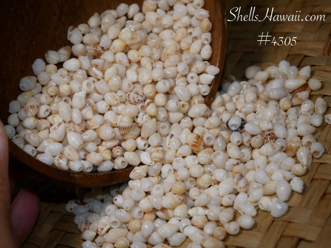 Genuine Niʻihau Momi Shells for Jewelry Making (B-C Grade) - Etsy
