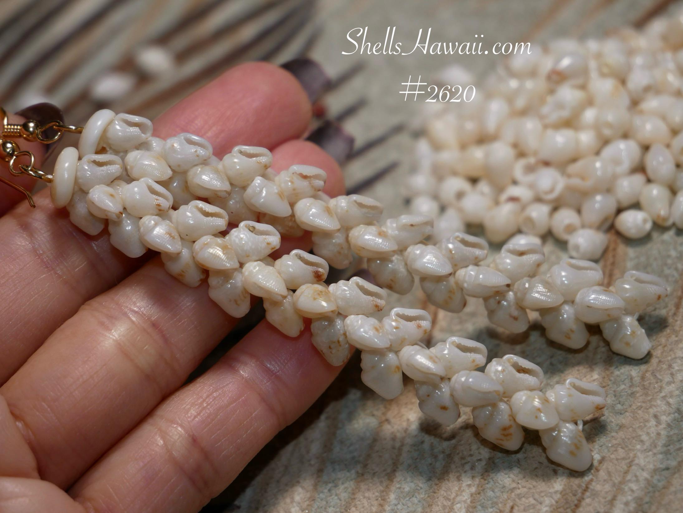 ニイハウ貝 超貴重❗️ニイハウシェル ニイハウ貝 2連 ネックレス ハワイ