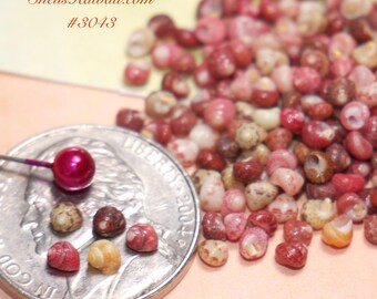200 pcs Kahelelani shells supply size 11 from Niihau #3043