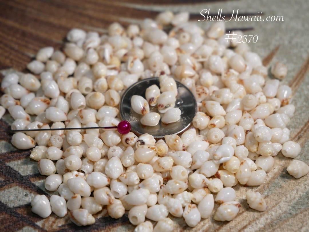 Momi Shell 300 Pcs Loose Hawaiian Momi Shells Supply From Hawaiʻi #2370 - Etsy