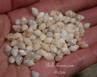 100 pcs Genuine Momi Shells Mixed Size Mostly M Jewelry Making Supply #4308