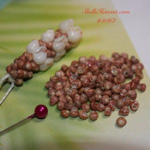 Kahelelani shells - Etsy 日本