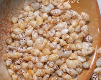 ニイハウ貝 ニイハウ島産モミ貝 195個入り - 初心者向け - ジュエリー製作用品