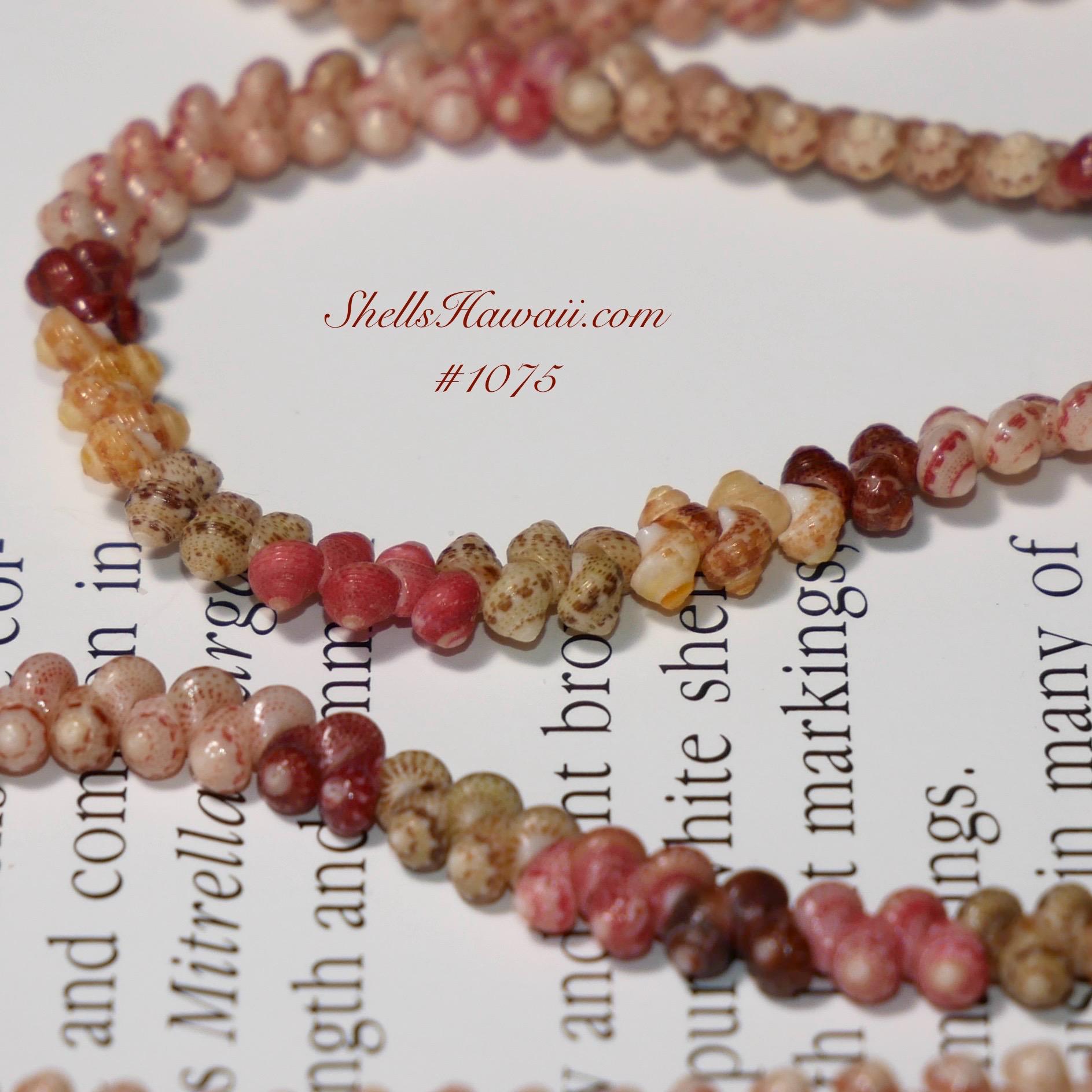 ニイハウシェル シェルレイ 46cm ニイハウシェル シェルレイ 46cm