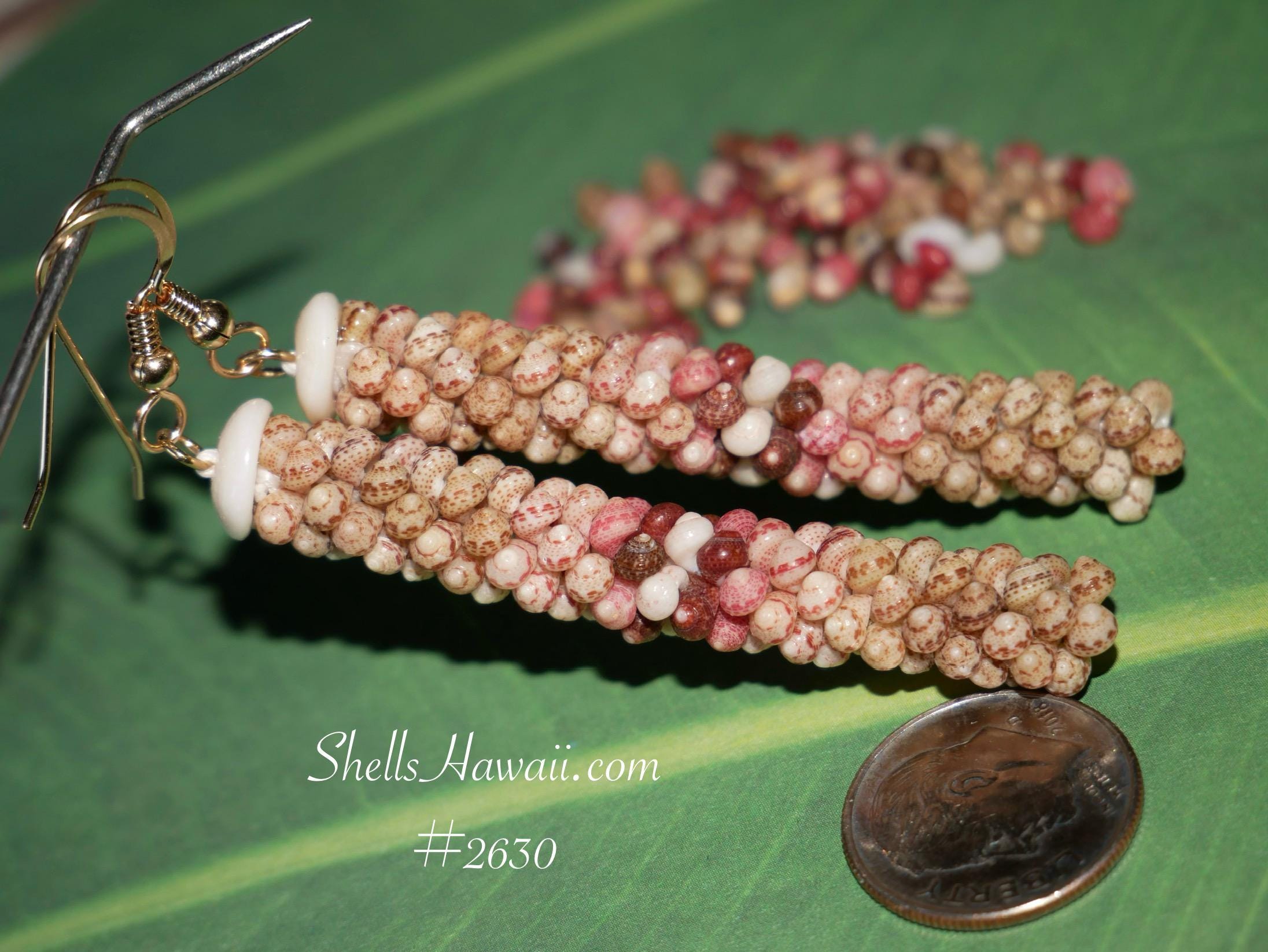 ニイハウ貝 maxresdefault.jpg