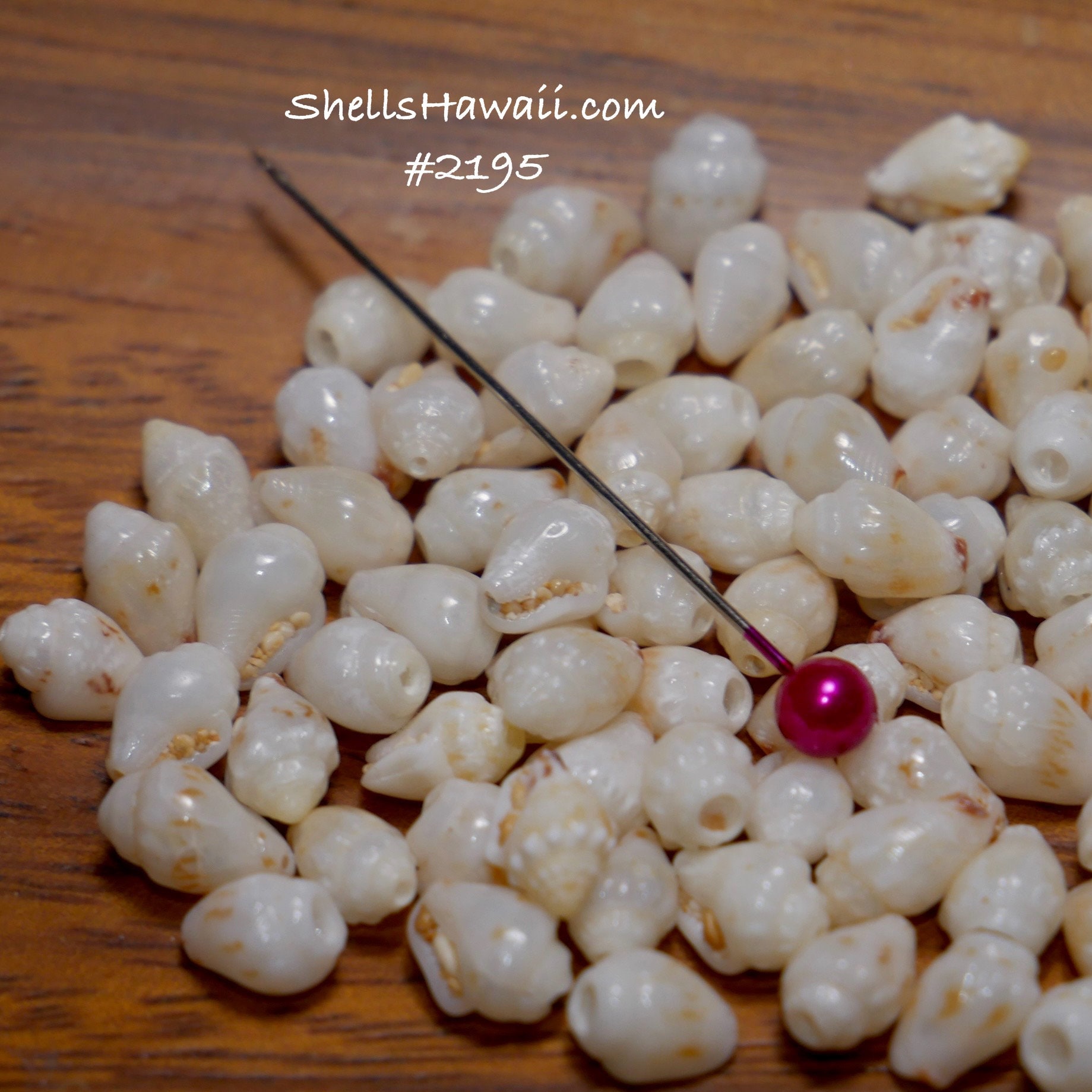 ShellsHawaii - Etsy 日本