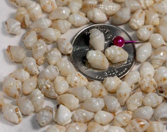 100 pcs Genuine Momi Shells Large Size Light Blue Undertone Supply #4312