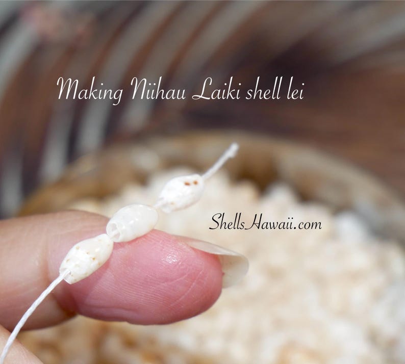 Lei Threading 1 Film Canister of Laiki Shells Supply From Niihau #1136 - Etsy