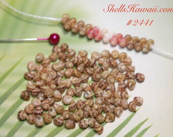 100 pcs Pupu Niihau green Kahelelani shells size 13 #2441