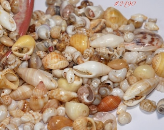 2 film canisters of mix Hawaiian seashells from Niihau island #2490