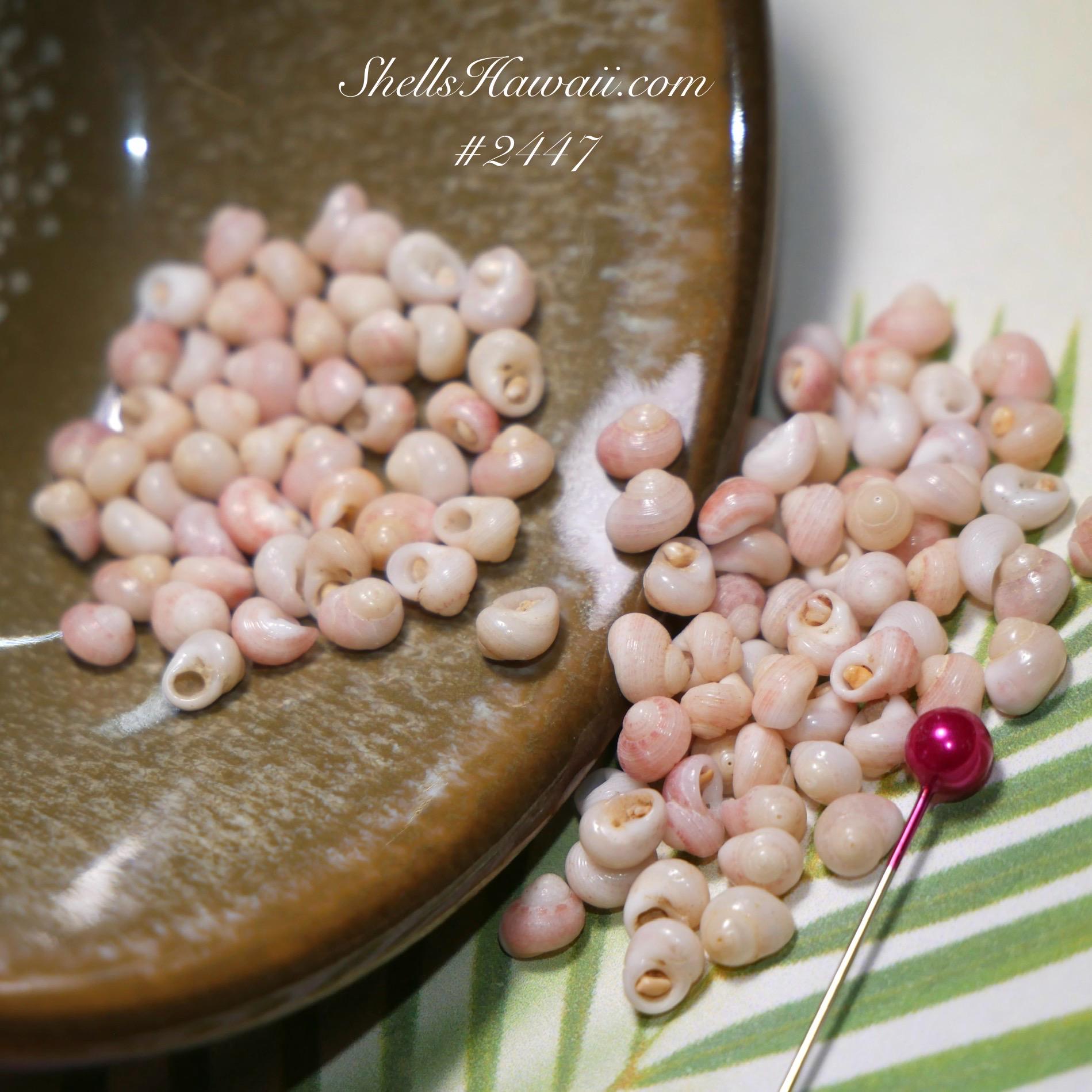 ShellsHawaii - Etsy 日本