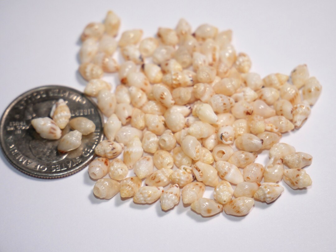 Momi Shell 100 Pcs Loose Momi Shells Supply for Making Niihau Shell Jewelry 2175 ...