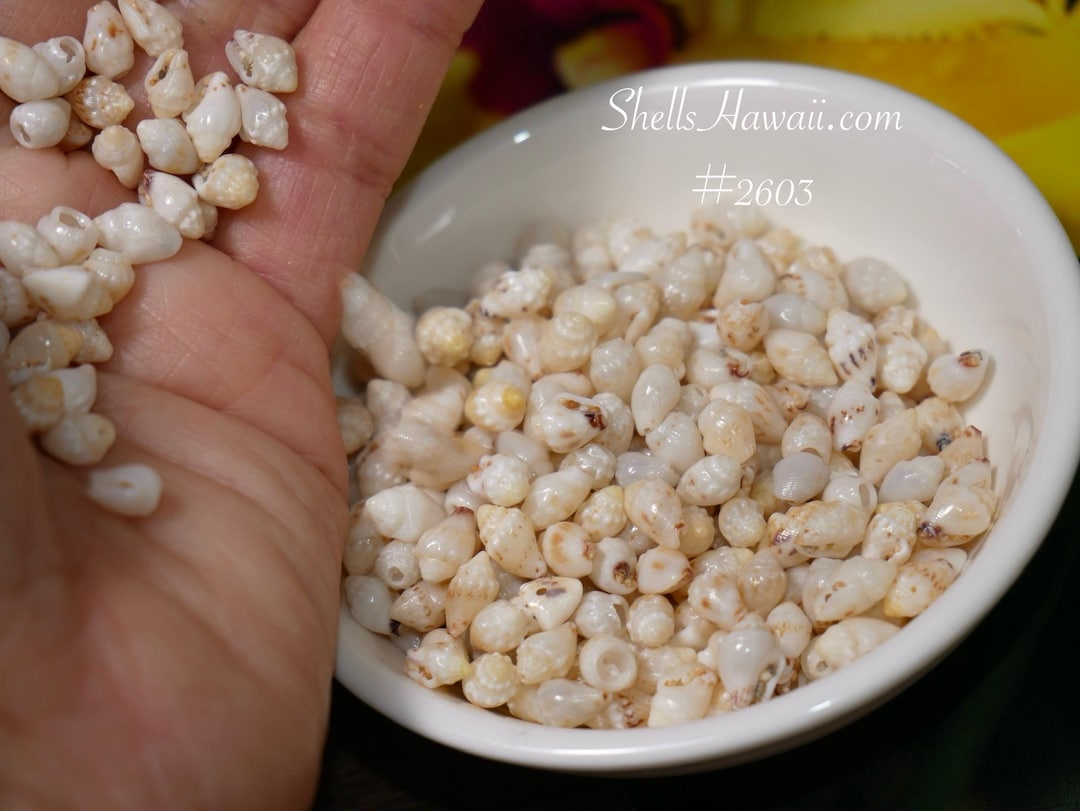 Momi Shell 350 Pcs Loose Momi Shells for Hawaiian Jewelry #2603 - Etsy
