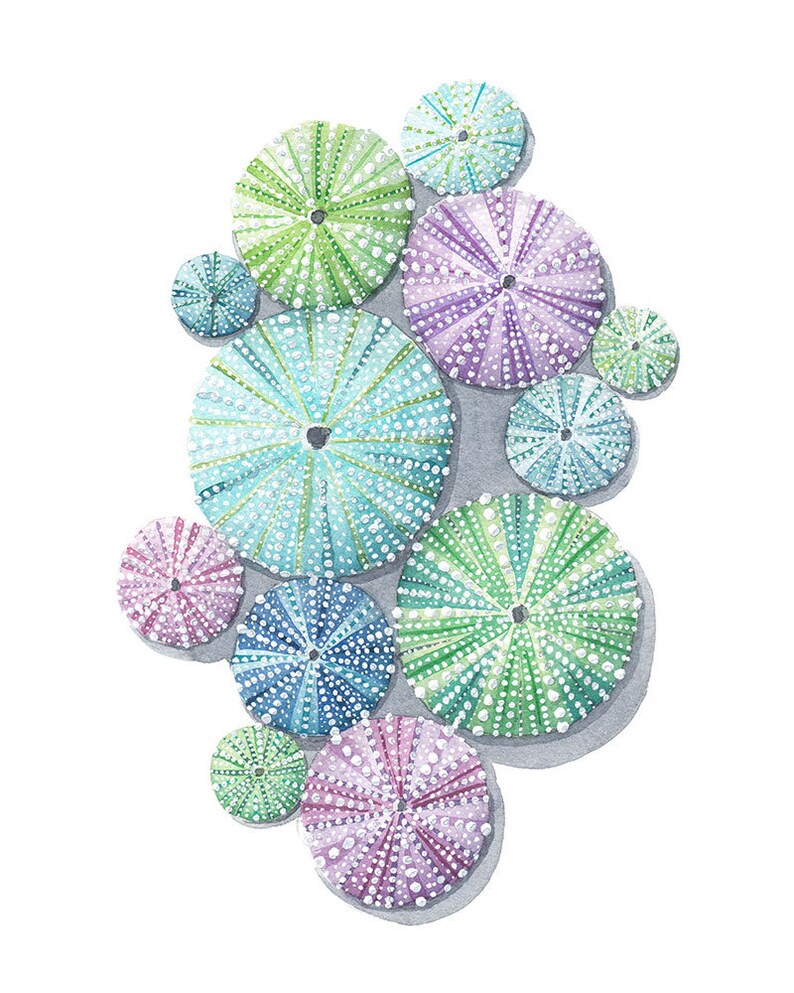 Sea Urchin Shells Watercolor Fine Art Print Blue Green Purple Etsy