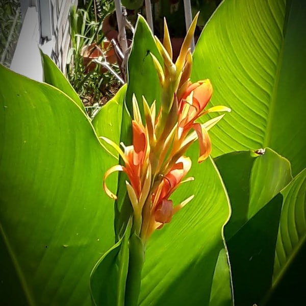 Musifolia Giant Canna Lilly - listing is for 10 seeds