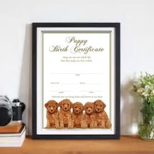 Geboorteakte puppy - Poedel Bruin (Direct downloaden)