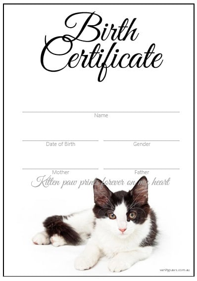 マイケルルー「Hello Little Kitties」子猫　保証書　直筆サイン マイケルルー「Hello Little Kitties」子猫 保証書 直筆サイン