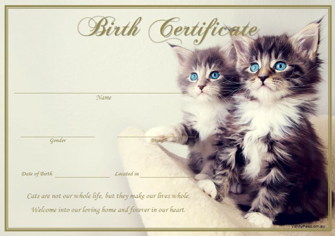 Kitten Birth Certificate Maine Coon instant Download Etsy Kitten Birth Certificate Maine Coon instant Download Etsy