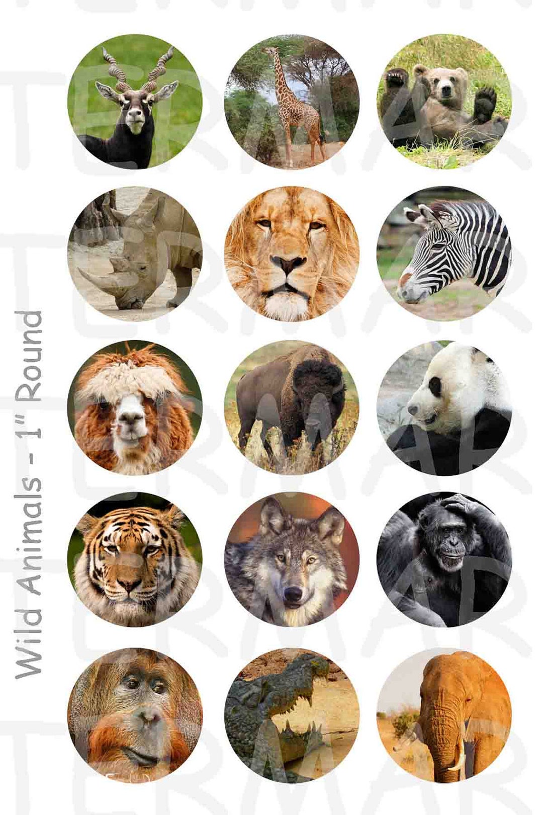 Wild Animals 4 X 6 Digital Collage Sheet 1 Inch Round - Etsy