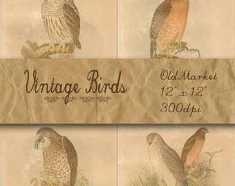 Vintage Birds Digital Paper - Bird Backgrounds - Vintage Biology Plates - 12 Designs - 12in x 12in - Commercial Use -  INSTANT DOWNLOAD