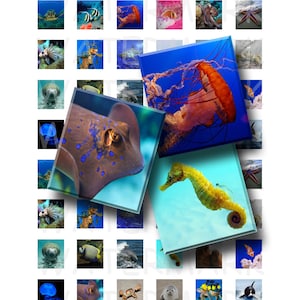 Ocean Animals - Digital Collage Sheet   - .75 x .83 Scrabble Size - INSTANT DOWNLOAD
