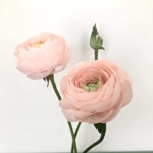 crepe paper ranunculus