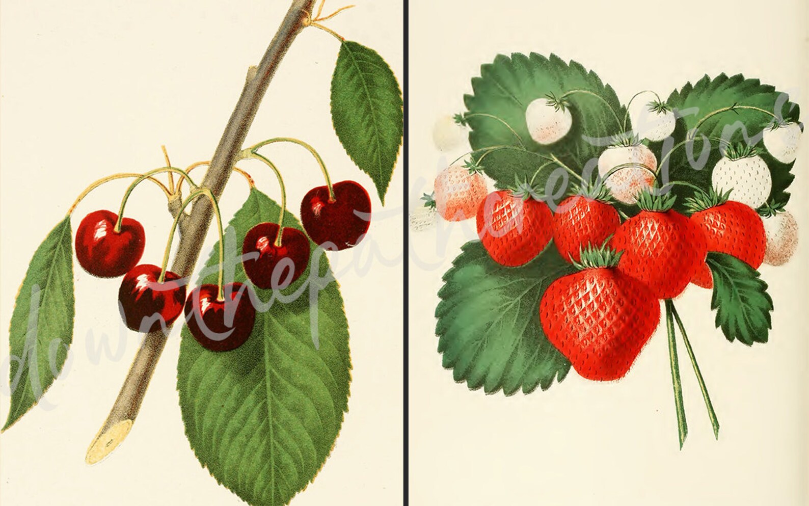 Vintage Fruit Prints Set of 6 Printable Kitchen Art Apple Etsy