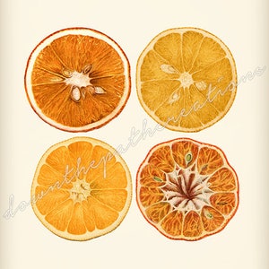 Orange Citrus Art Print, Printable Vintage Illustration, Instant Download, Antique Botanical Fruit, Kitchen Wall Art, Farmhouse Decor image 2