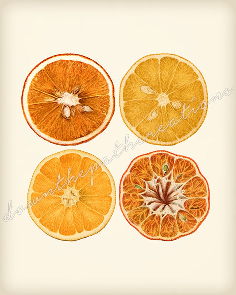 Orange Citrus Art Print, Printable Vintage Illustration, Instant Download, Antique Botanical Fruit, Kitchen Wall Art, Farmhouse Decor image 2