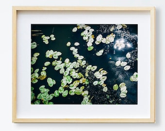 Water Lily Print, Lily Pad Photo, Nature Print, Botanical Print, Lily Pads Print, Printable Wall Art, Printable Photo, Water Pond Print